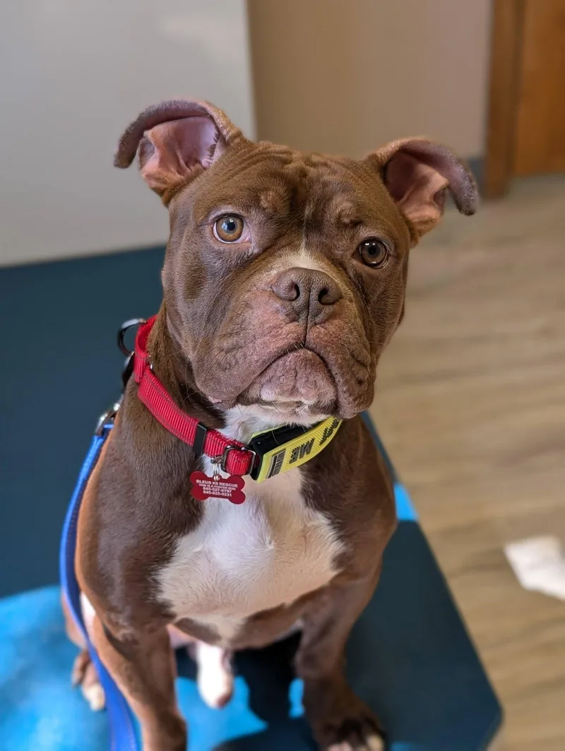 Tater Tot thumbnail 3