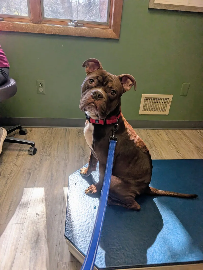 Tater Tot thumbnail 5