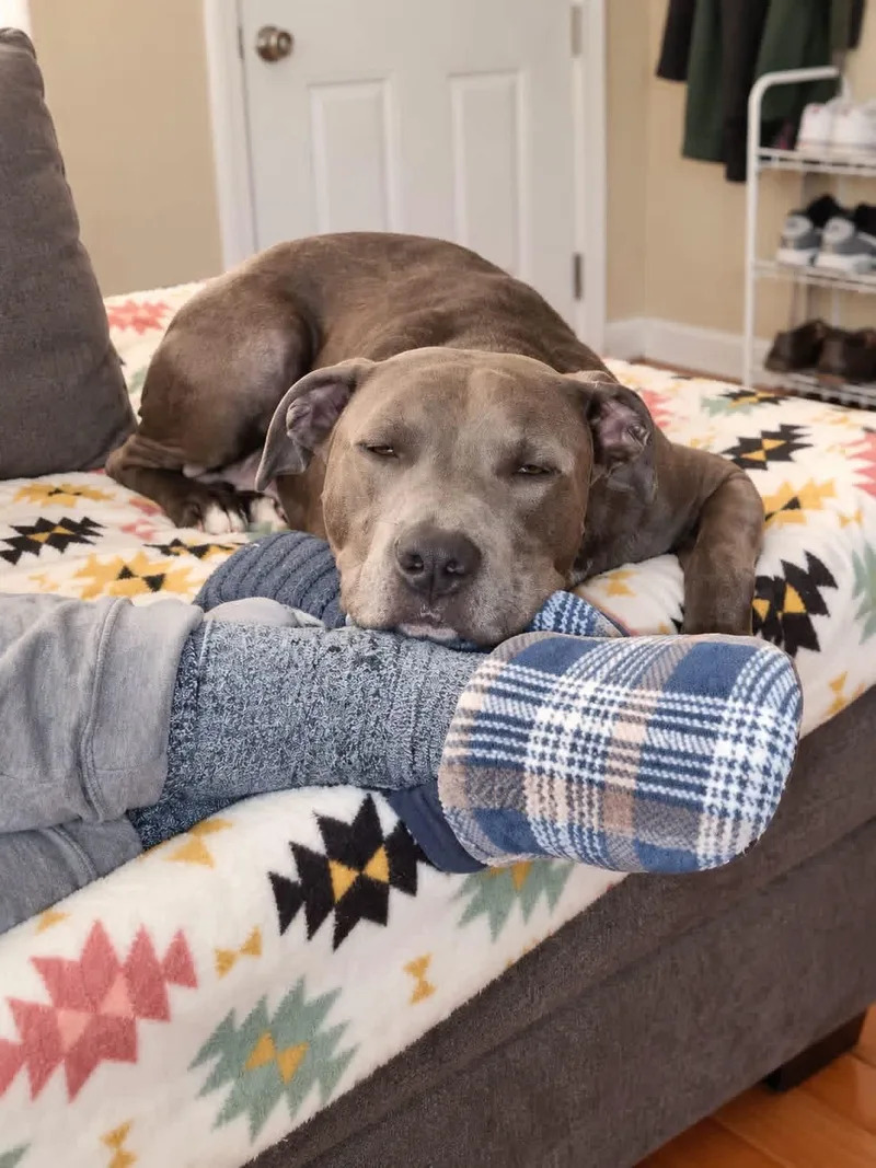 An adult medium-sized female Pit Bull Terrier dog named Rox for adoption in Hico, WV