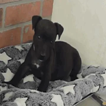 A baby medium-sized male Black Labrador Retriever dog named Rioh Arriving  D for adoption in Princeton, MN