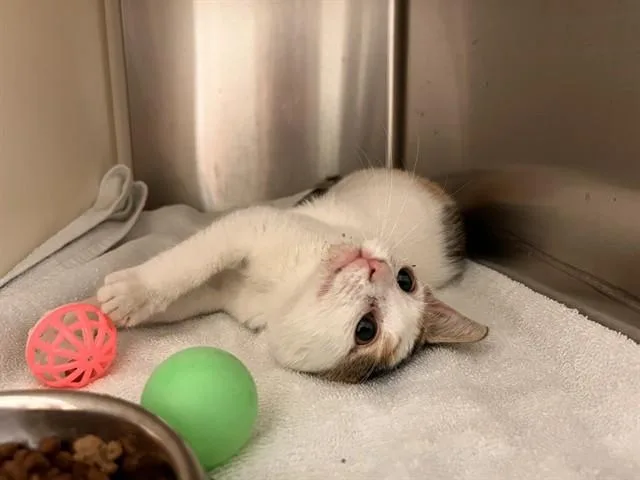 A baby small-sized female Domestic Short Hair cat named Ellen Bear for adoption in Colorado Springs, CO