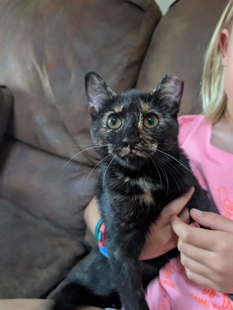 A baby small-sized female Domestic Short Hair cat named Lil Bear for adoption in Telford, PA