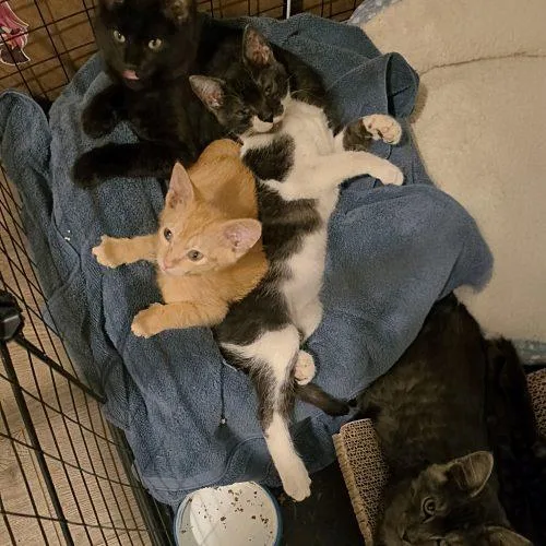 A baby small-sized male Tabby (Orange / Red) Domestic Short Hair cat named Solan for adoption in Edmond, OK