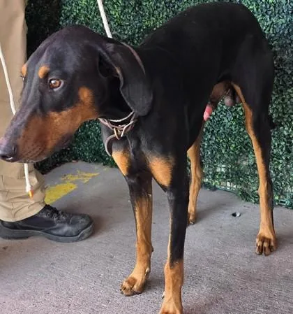 An adult large-sized male Doberman Pinscher dog named West for adoption in El Paso, TX