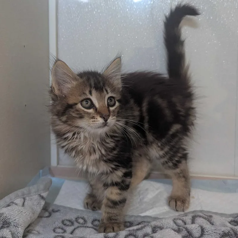 A baby small-sized male Brown / Chocolate Domestic Medium Hair cat named Alex for adoption in Sunnyvale, CA