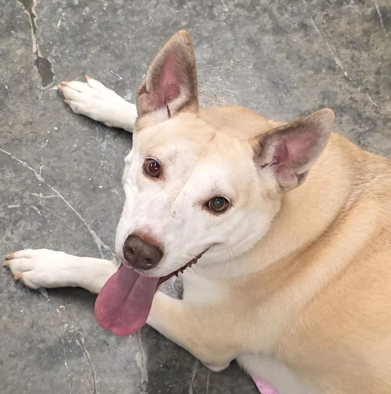 An adult medium-sized female Husky dog named Holiday for adoption in Neosho, MO
