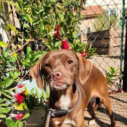A young small-sized male Feist dog named Magnus for adoption in Greenville, SC