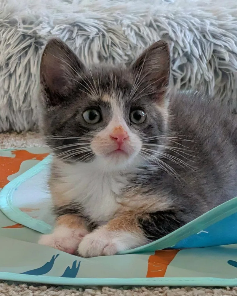 A baby medium-sized female Dilute Calico cat named Willow for adoption in Campbell, CA