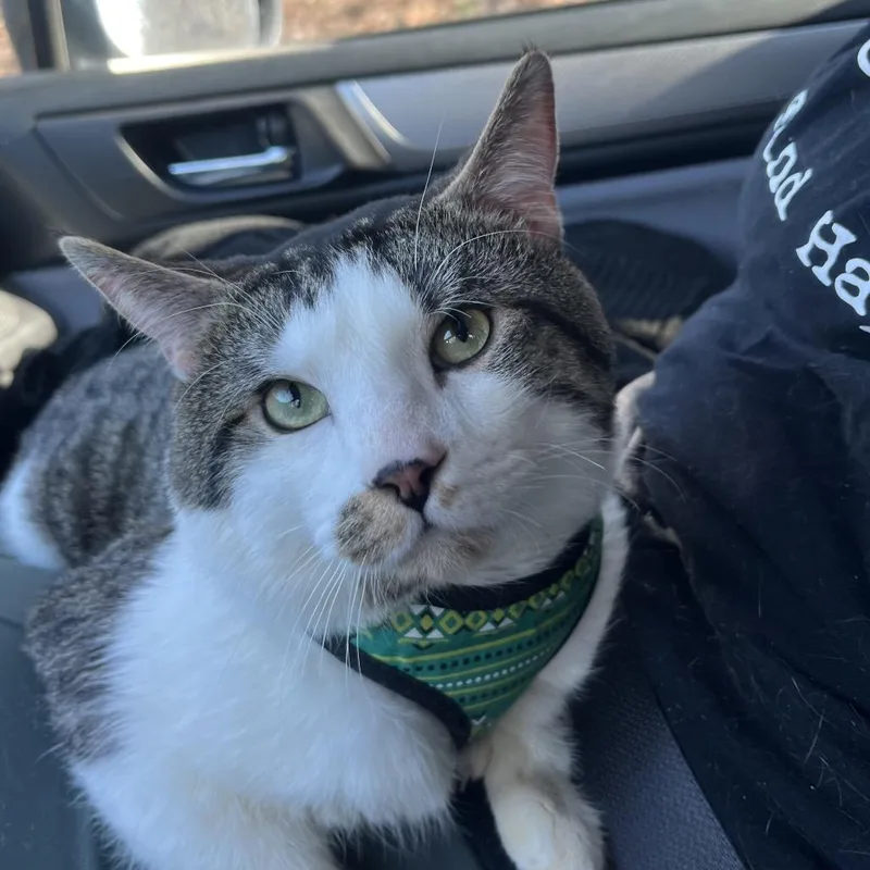 An adult large-sized male Brown / Chocolate Domestic Short Hair cat named Baby for adoption in Lynchburg, VA