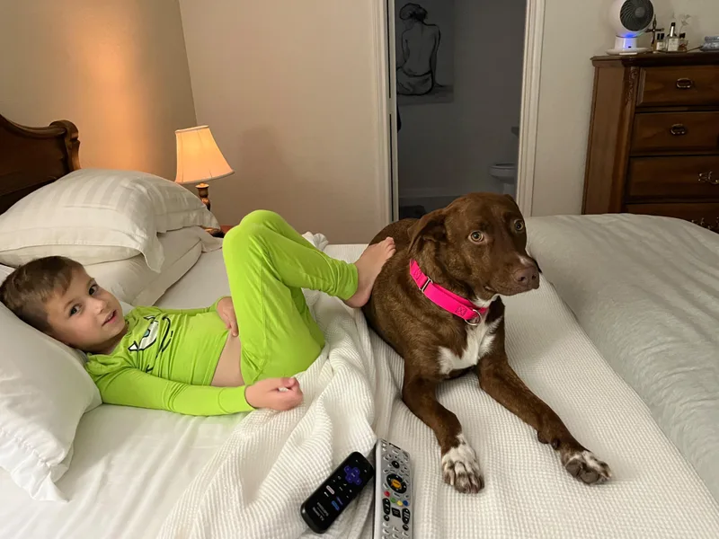 A young medium-sized female Pit Bull Terrier dog named Kirby for adoption in Houston, TX
