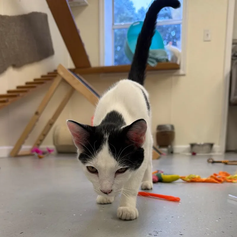 A baby small-sized male White Domestic Short Hair cat named Tom Tom for adoption in Blairsville, GA