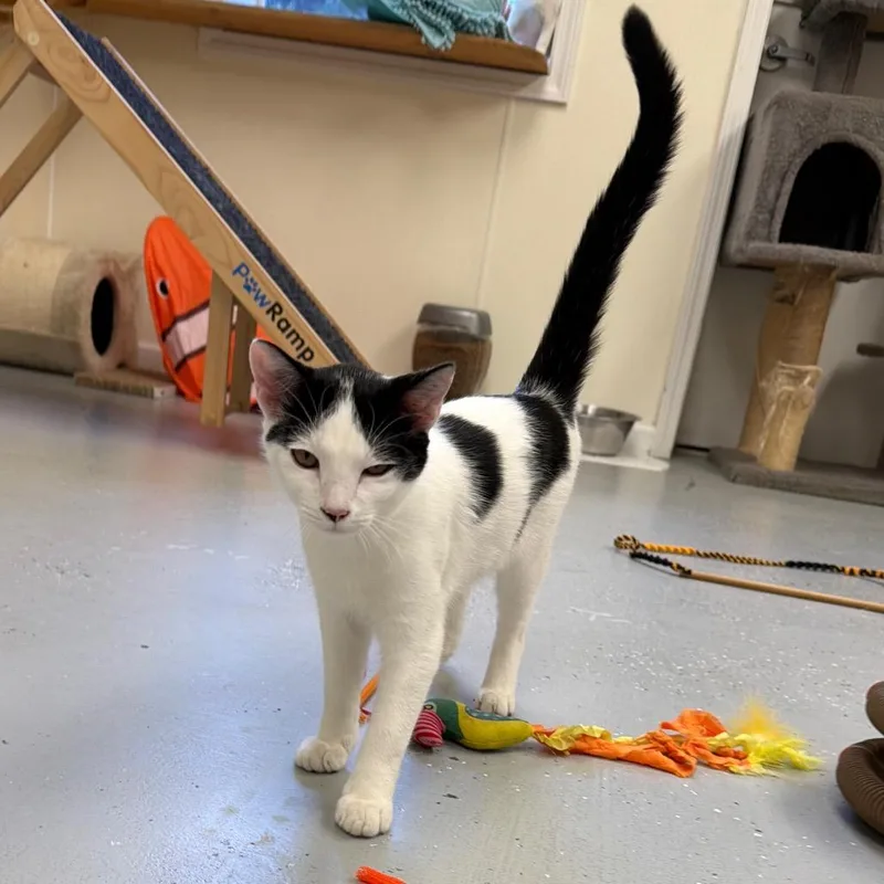 Tom Tom thumbnail 6