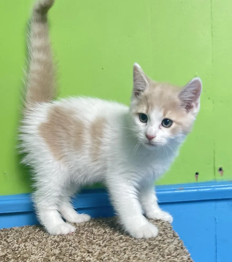 A baby small-sized male Domestic Medium Hair cat named Griffin for adoption in Columbus, OH