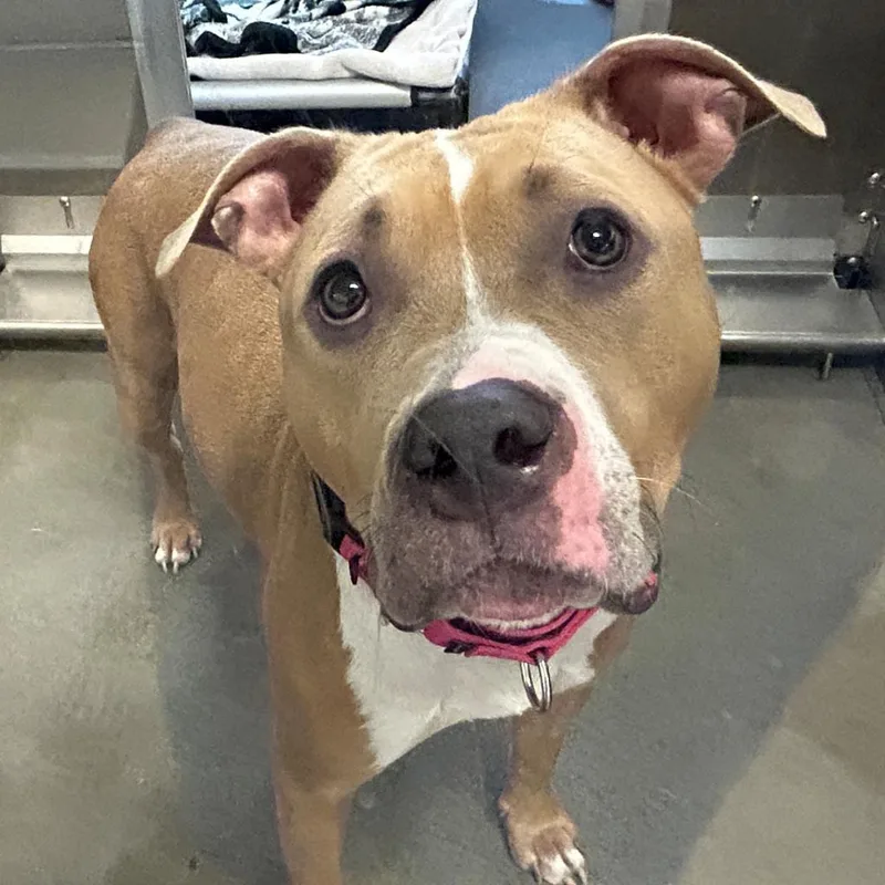 An adult medium-sized female White / Cream Mixed Breed dog named Pink for adoption in Pittsburgh, PA