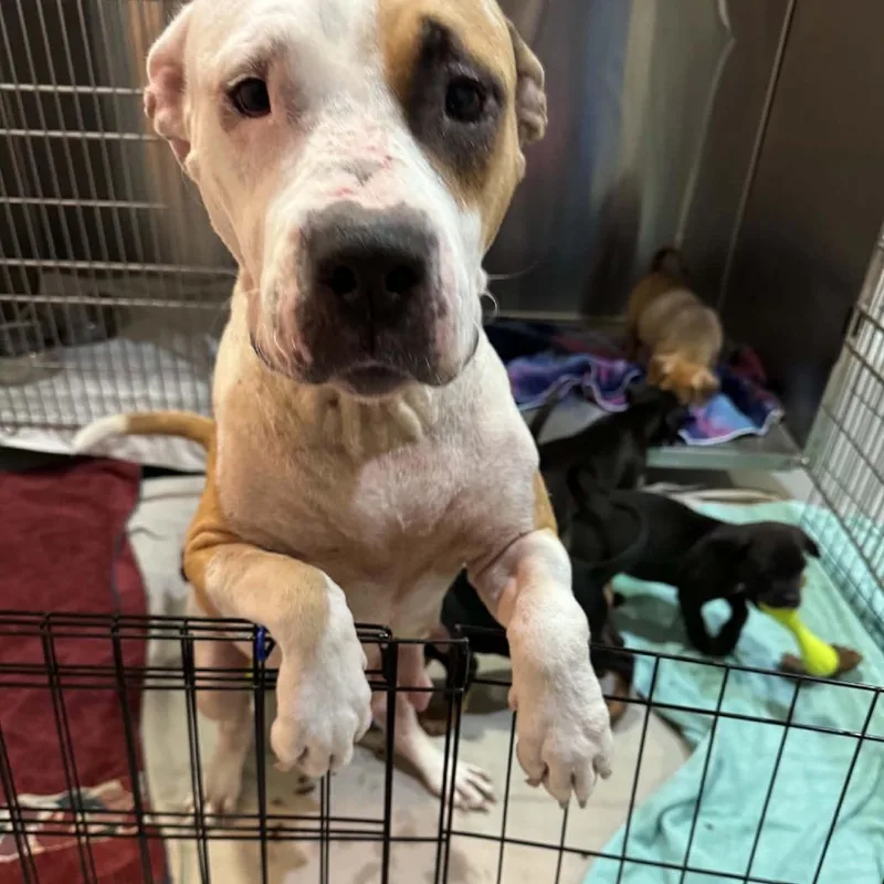An adult medium-sized female Pit Bull Terrier dog named Journey for adoption in Seminole, FL