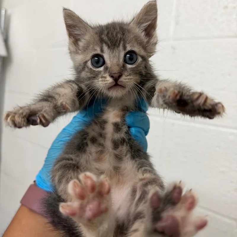A baby small-sized female Gray / Blue / Silver Domestic Short Hair cat named Gouda for adoption in Edinburg, TX