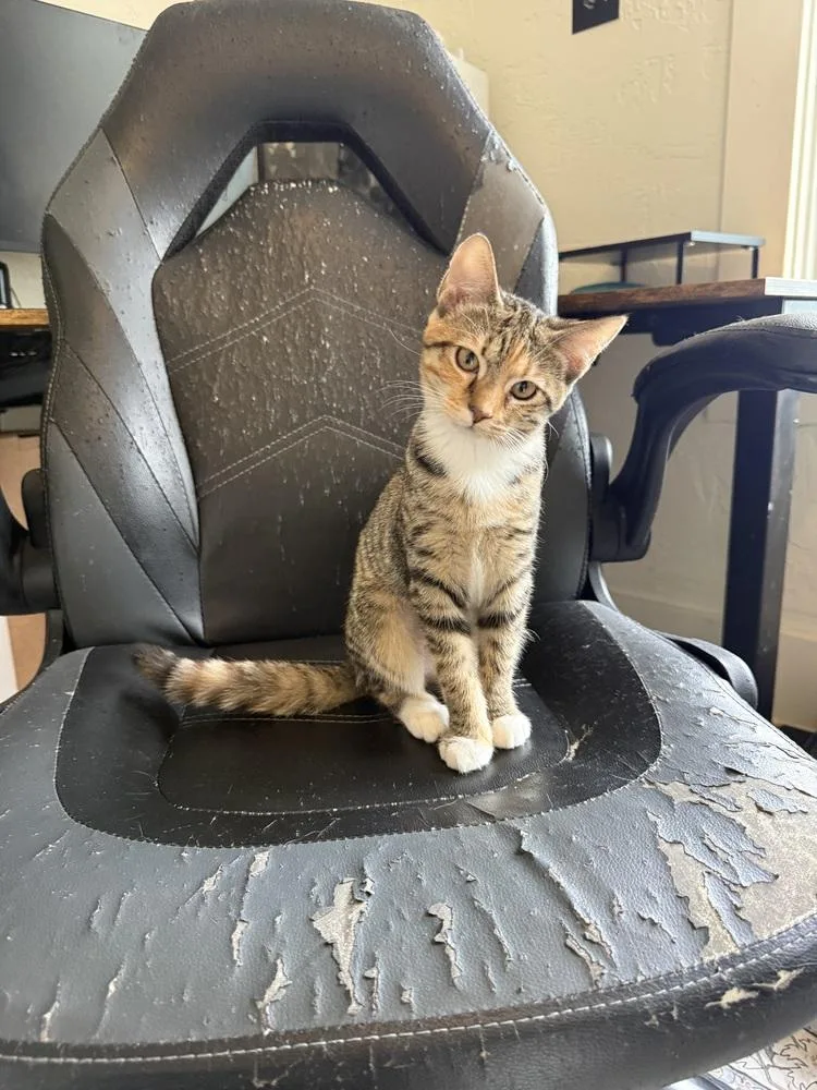 A baby small-sized female Domestic Short Hair cat named Mohan for adoption in West Mifflin, PA