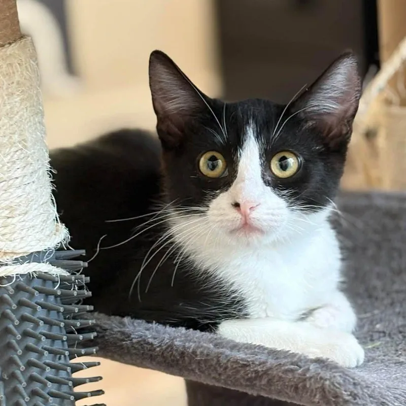 A baby medium-sized female Black & White / Tuxedo Domestic Short Hair cat named Flower for adoption in Queen Creek, AZ