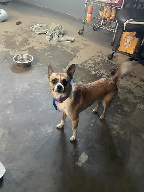 An adult small-sized male Chihuahua dog named Bobby for adoption in Tallahassee, FL