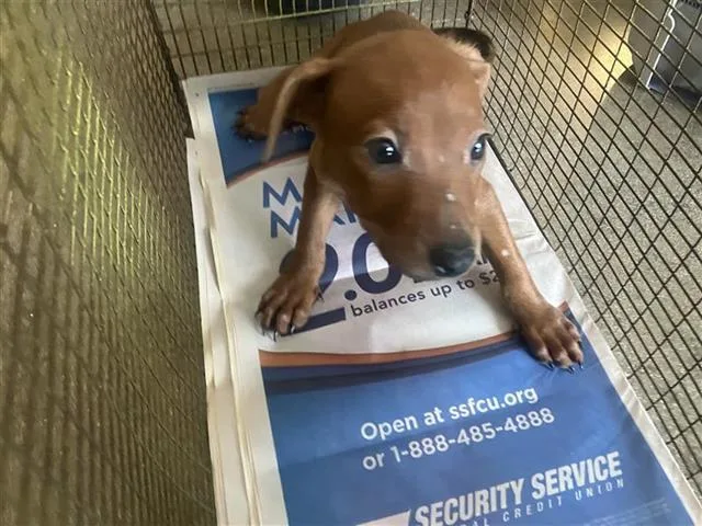 A baby small-sized female Labrador Retriever dog named Ginger for adoption in San Antonio, TX