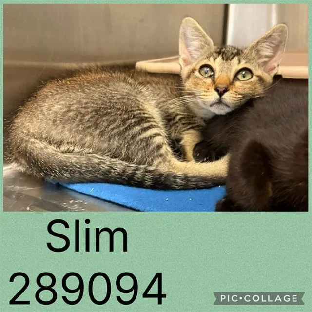 A baby small-sized male Domestic Short Hair cat named Slim for adoption in Macon, GA