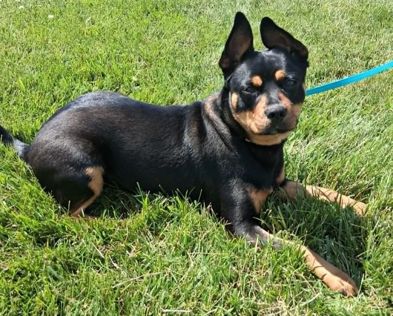 A young small-sized female Mixed Breed dog named Mocha for adoption in Fremont, OH