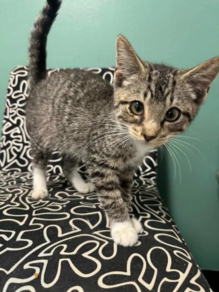 A baby medium-sized male Domestic Short Hair cat named Mystery Dumpling for adoption in Marion, OH