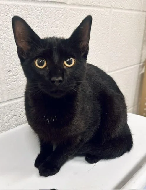 A young medium-sized male Domestic Short Hair cat named Diesel for adoption in Derwood, MD