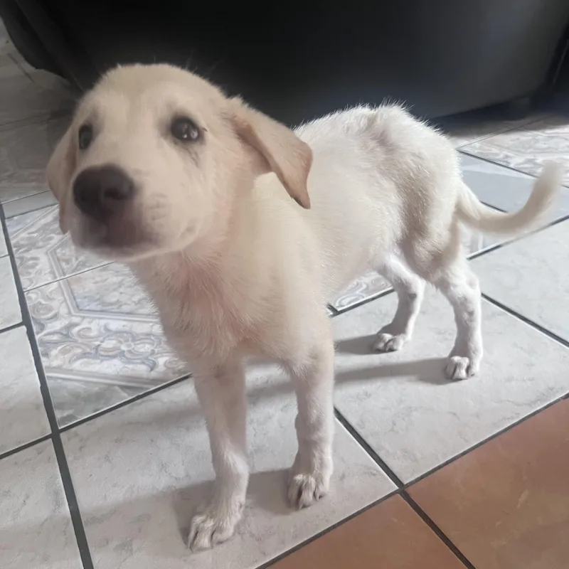 A baby medium-sized male Labrador Retriever dog named Zuko for adoption in Sumter, SC