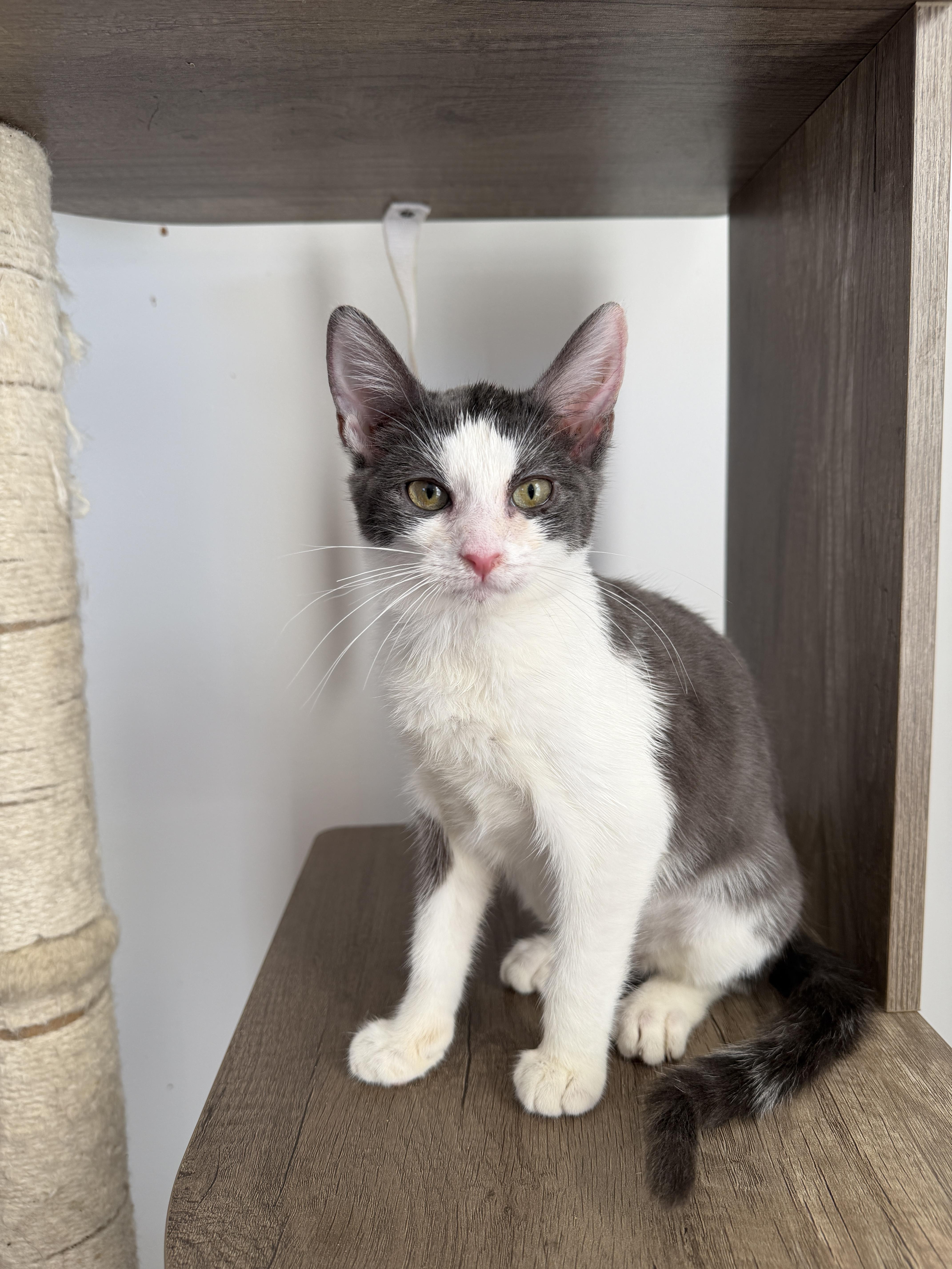 A baby medium-sized female Gray & White Domestic Short Hair cat named Bunny for adoption in New York, NY