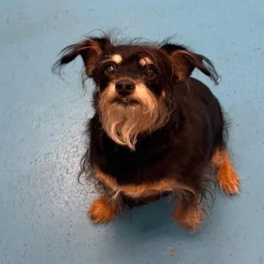 A senior small-sized male Terrier dog named Vinnie for adoption in Muskegon, MI