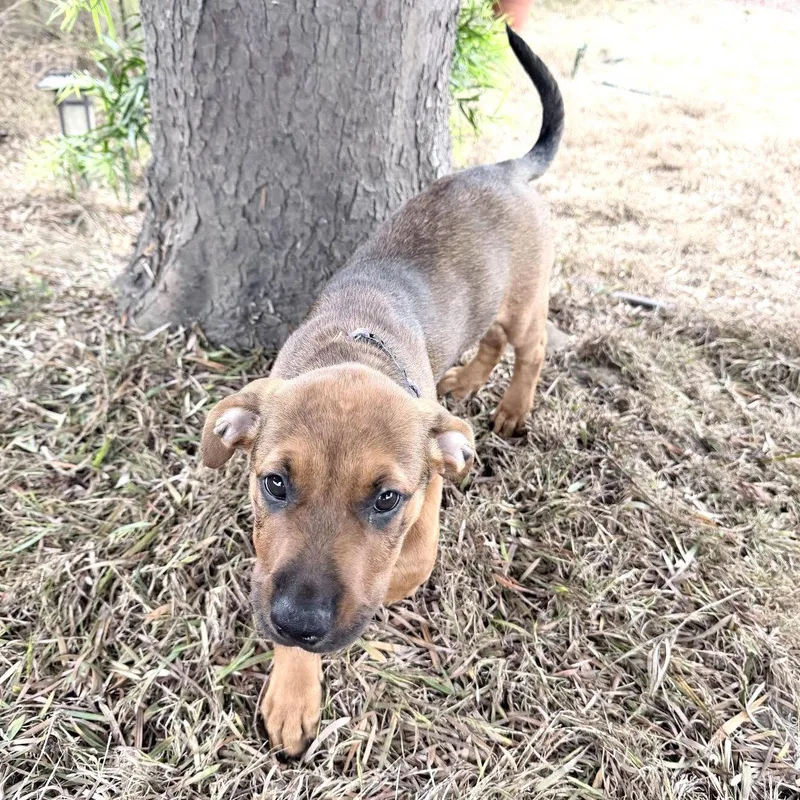 A baby large-sized female Mixed Breed dog named Henny Penny for adoption in Oakland, CA