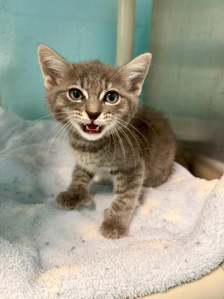 A baby small-sized male Domestic Short Hair cat named Gafftopsail for adoption in Cape Coral, FL