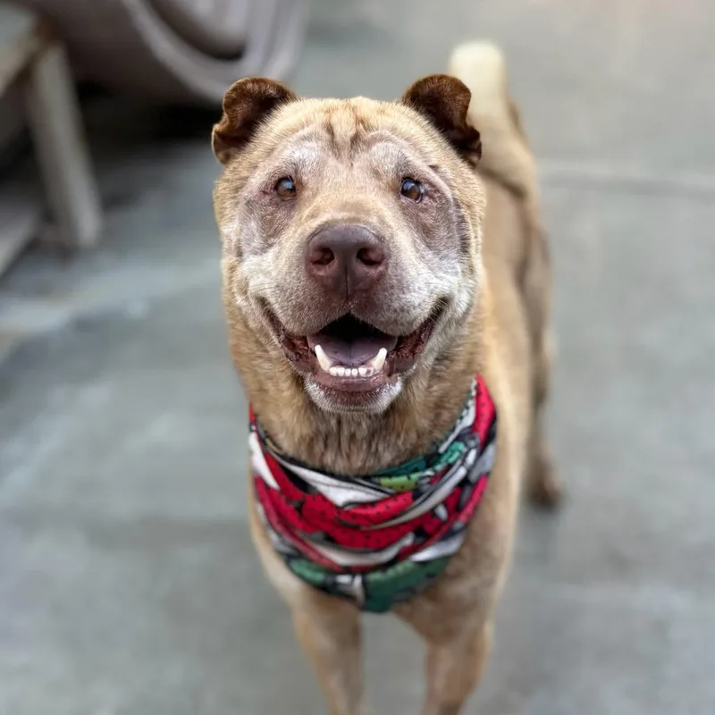A senior medium-sized male Shar-Pei dog named Teddy for adoption in San Francisco, CA