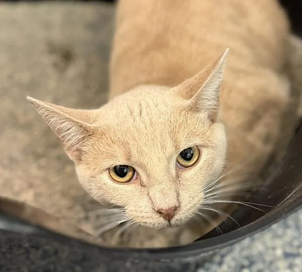 A young small-sized male Domestic Short Hair cat named Simon for adoption in Golden, CO