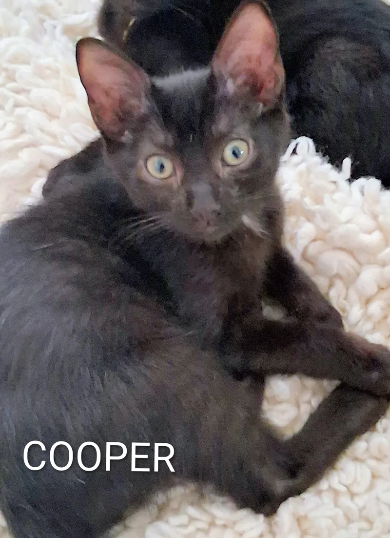 A baby medium-sized male Black Domestic Short Hair cat named Cooper for adoption in Hawthorne, CA