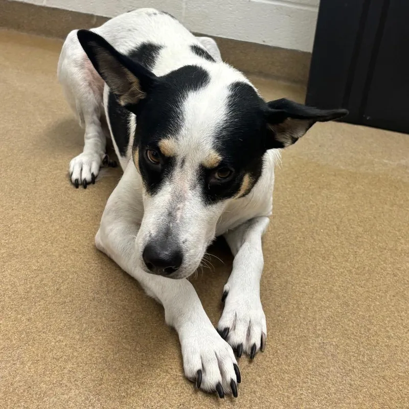 An adult medium-sized female White / Cream Shepherd dog named Maya for adoption in Corpus Christi, TX