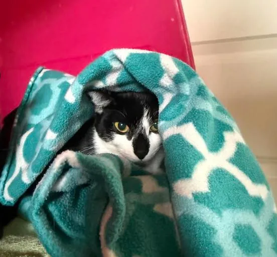An adult medium-sized female Black & White / Tuxedo Domestic Short Hair cat named Jb for adoption in Everett, WA