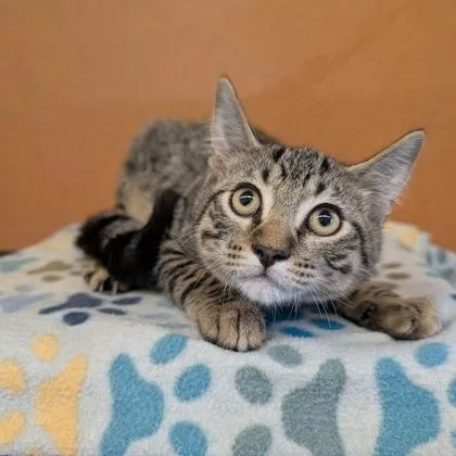 A baby small-sized male Tabby (Brown / Chocolate) American Shorthair cat named Lexington for adoption in Rochester, MN