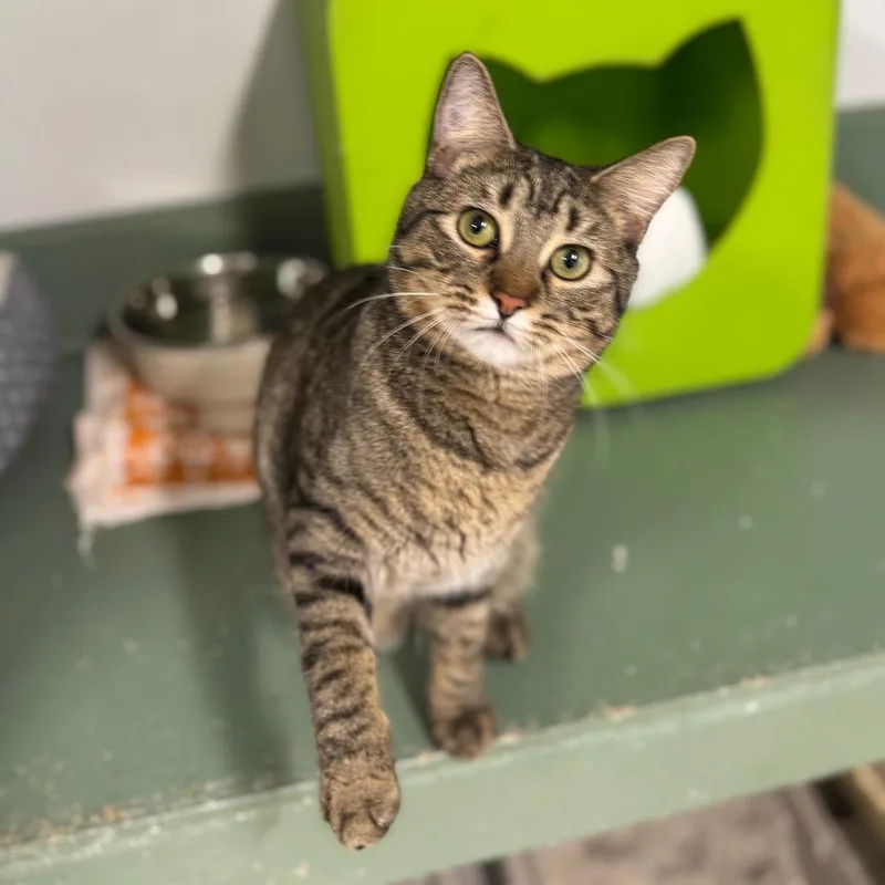 An adult small-sized male Black Domestic Short Hair cat named Crockett for adoption in Decatur, GA