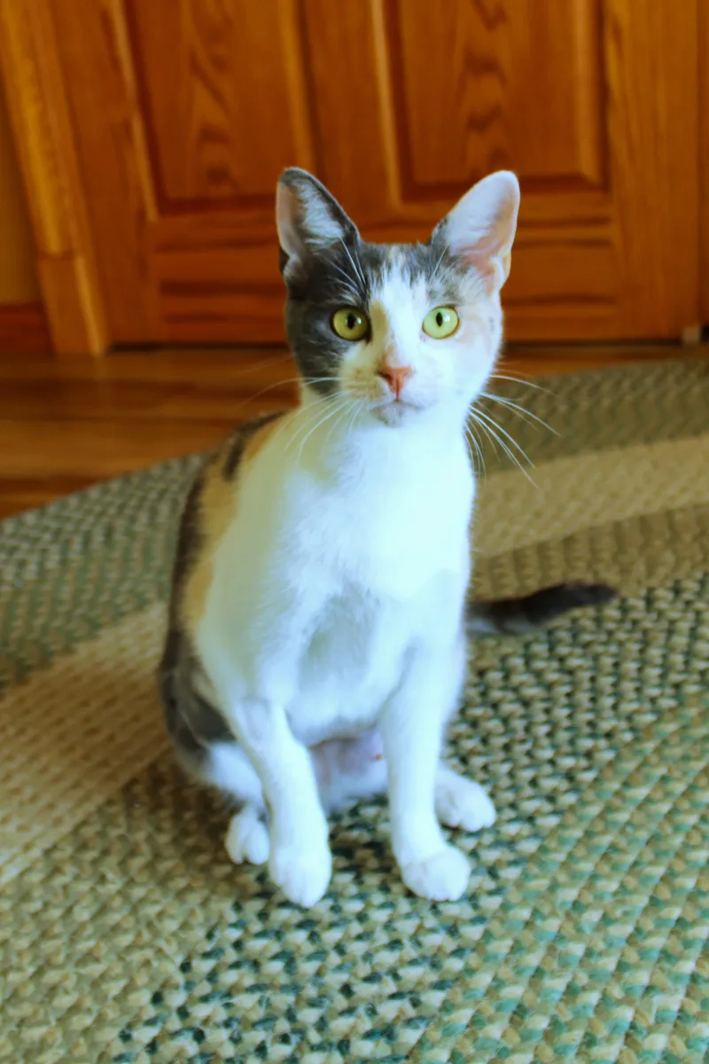 A young medium-sized female Dilute Calico cat named Sophia for adoption in Urbana, OH