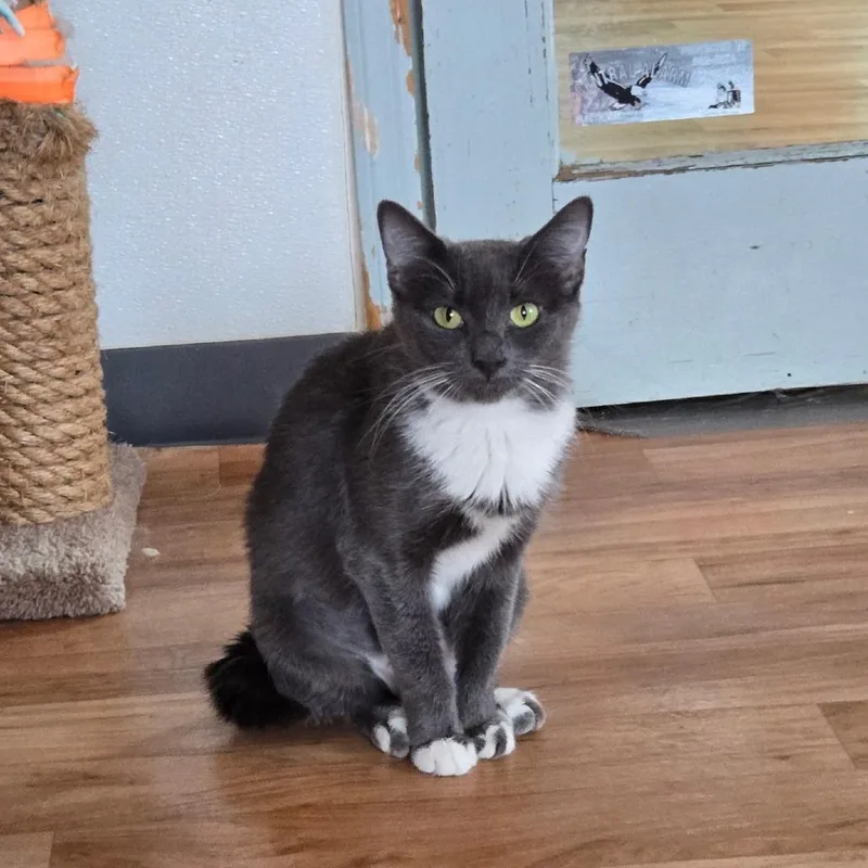 An adult medium-sized female Gray / Blue / Silver Domestic Medium Hair cat named Ally for adoption in Tucson, AZ