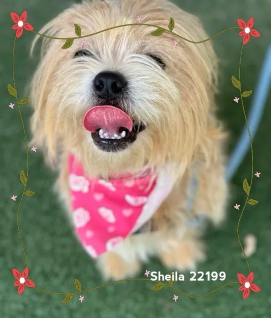 Sheila thumbnail 3