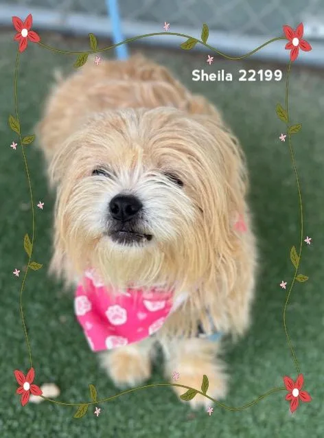 Sheila thumbnail 4