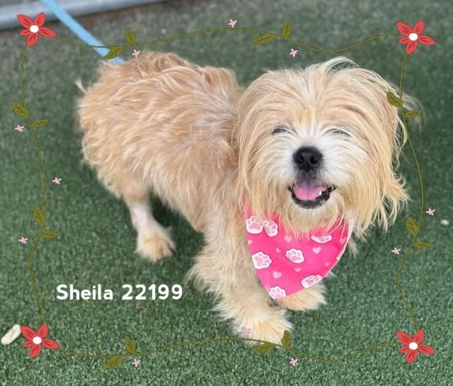 Sheila thumbnail 6