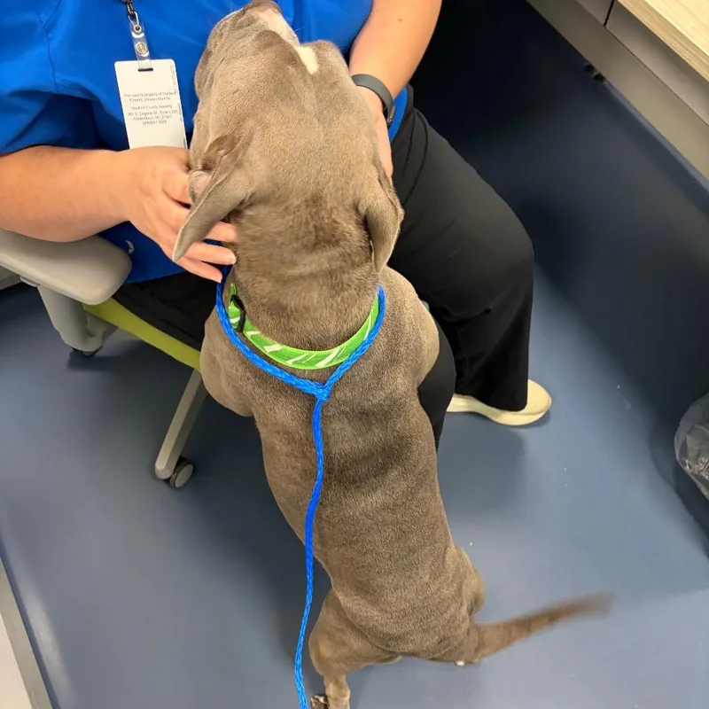 An adult medium-sized female Gray / Blue / Silver Pit Bull Terrier dog named Pringle for adoption in Greensboro, NC