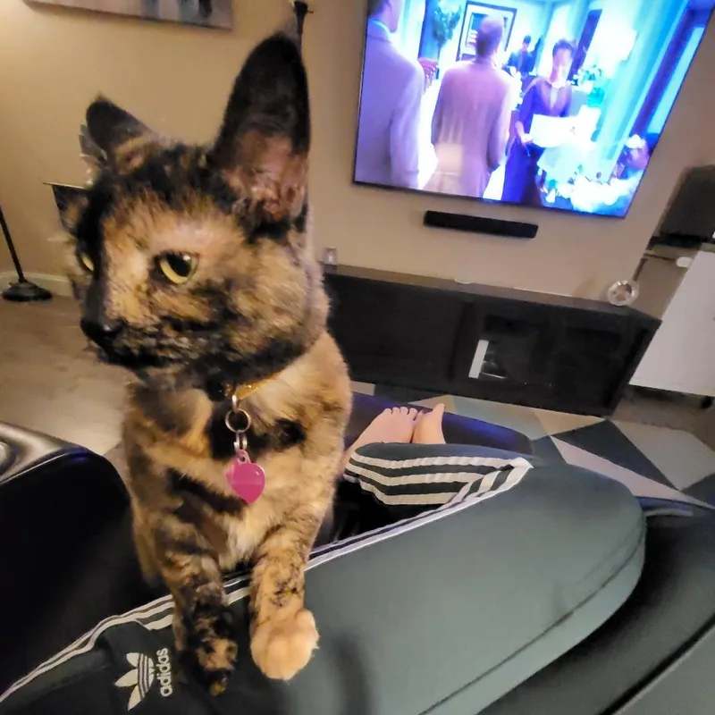 An adult extra large-sized female Tortoiseshell Domestic Short Hair cat named Hannah Willitt for adoption in Philadelphia, PA