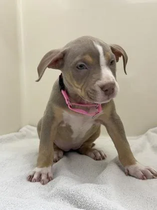 A baby small-sized female Mixed Breed dog named Shira for adoption in West Chester, PA