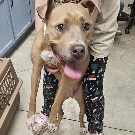 A young medium-sized female Yellow / Tan / Blond / Fawn American Staffordshire Terrier dog named Ella for adoption in Blue Earth, MN