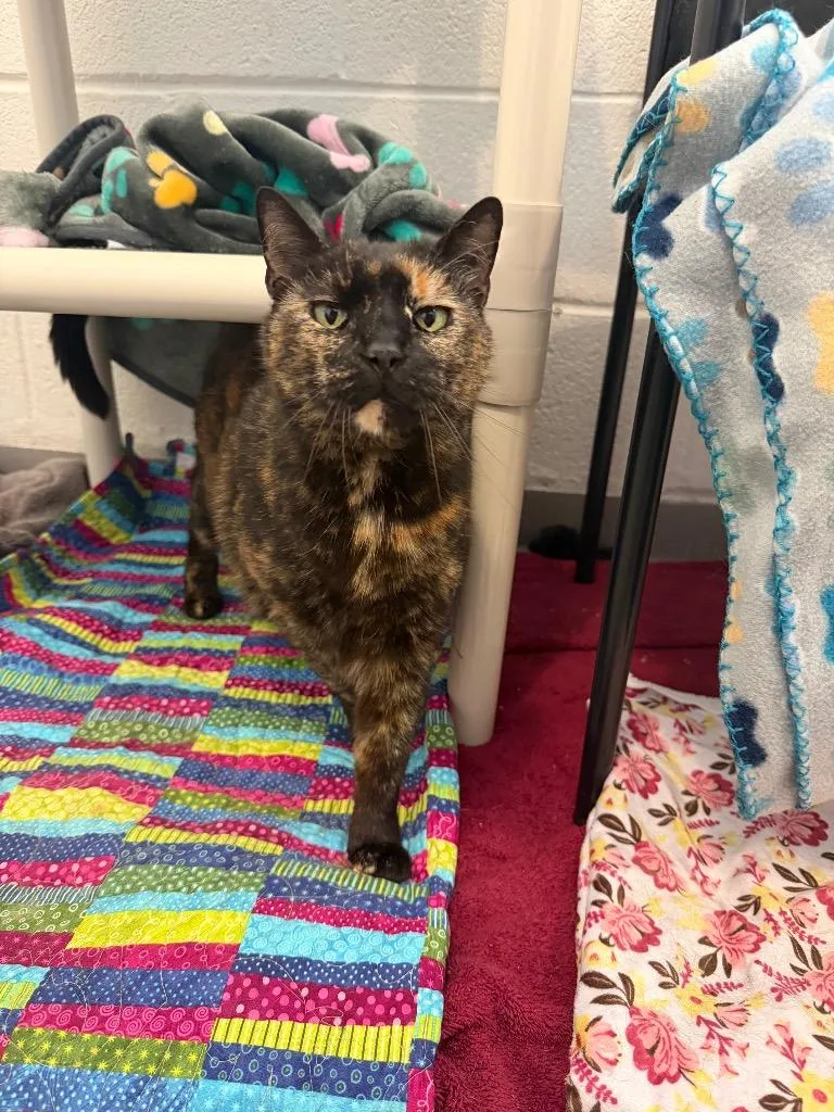 A senior small-sized female Domestic Short Hair cat named Gumby for adoption in Hyde Park, NY